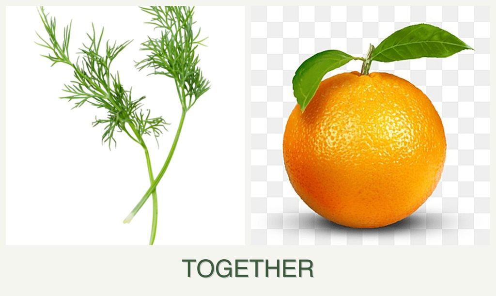 Can you plant dill and oranges together?