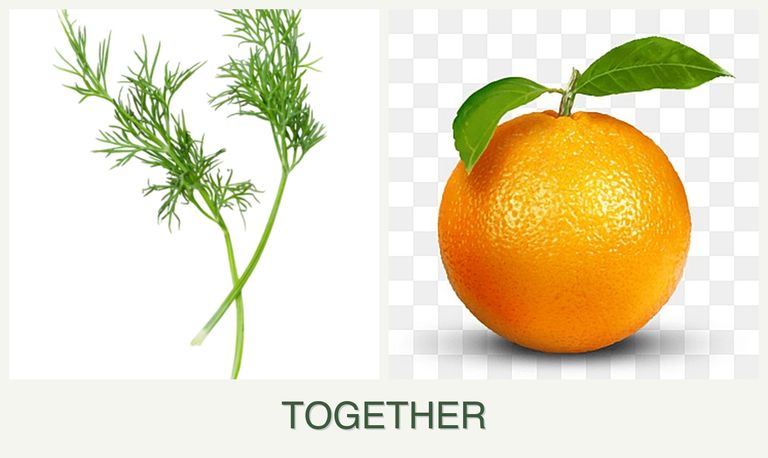 Can you plant dill and oranges together?