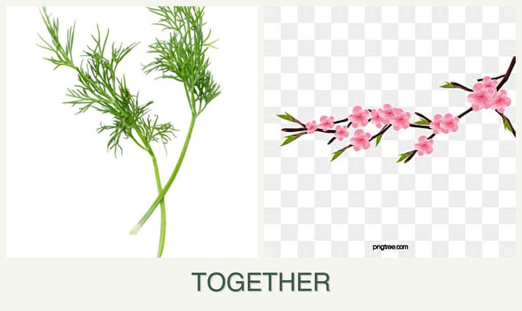 Can you plant dill and peaches together?