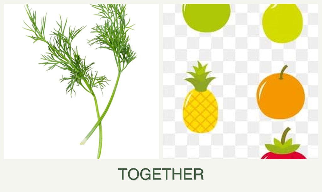 Can you plant dill and pears together?
