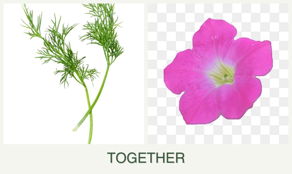 Can you plant dill and petunias together?