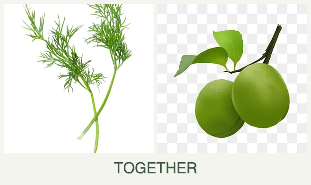 Can you plant dill and plums together?