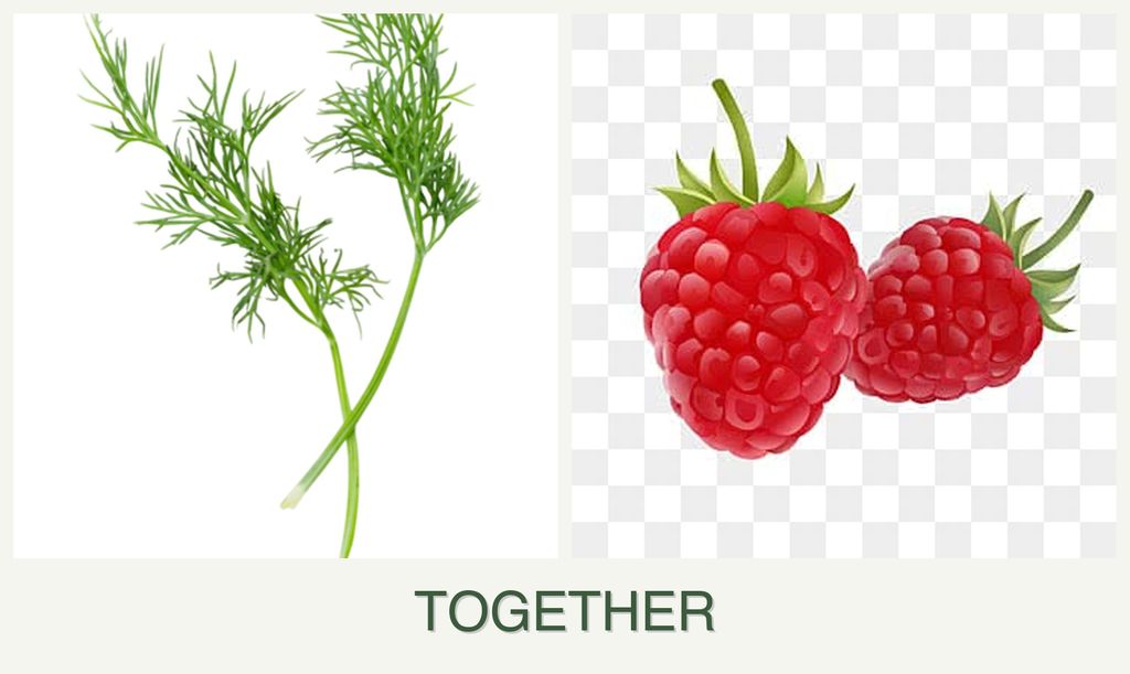 Can you plant dill and raspberries together?