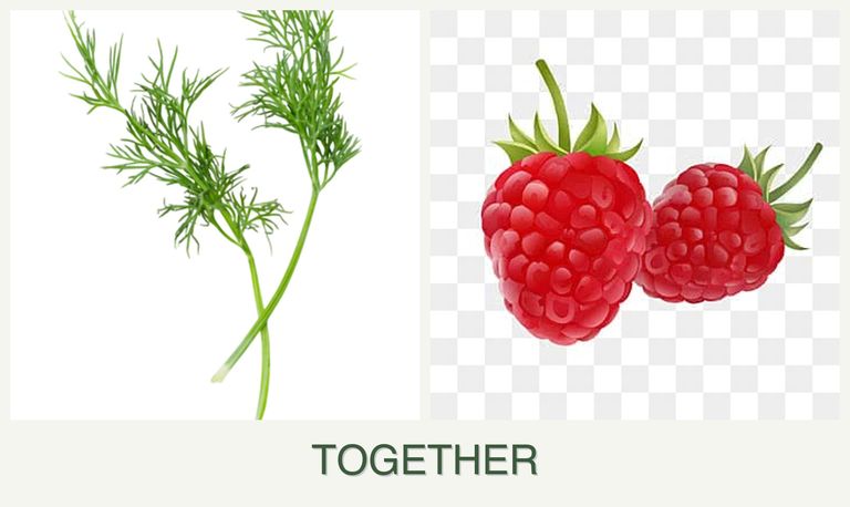 Can you plant dill and raspberries together?