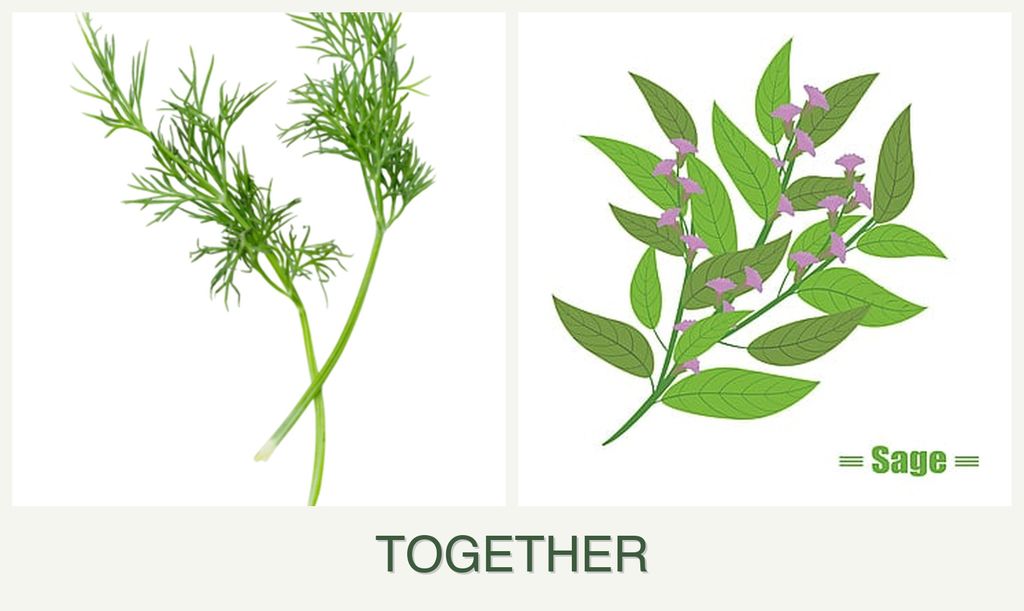 Can you plant dill and sage together?