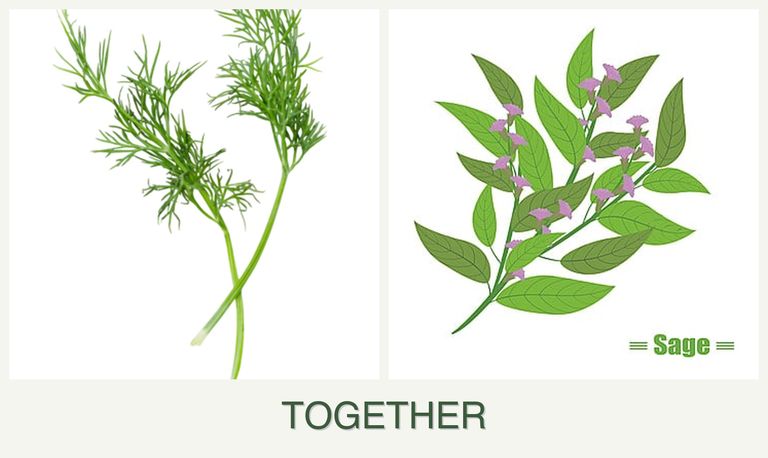 Can you plant dill and sage together?