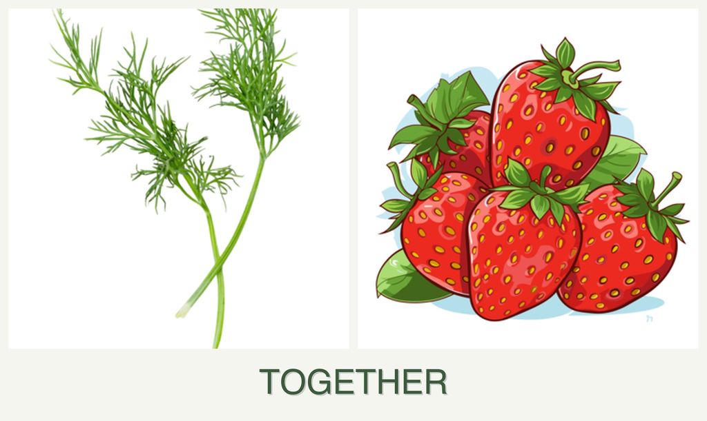 Can you plant dill and strawberries together?