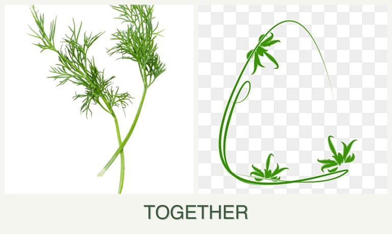 Can you plant dill and tarragon together?