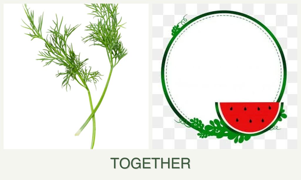 Can you plant dill and watermelons together?