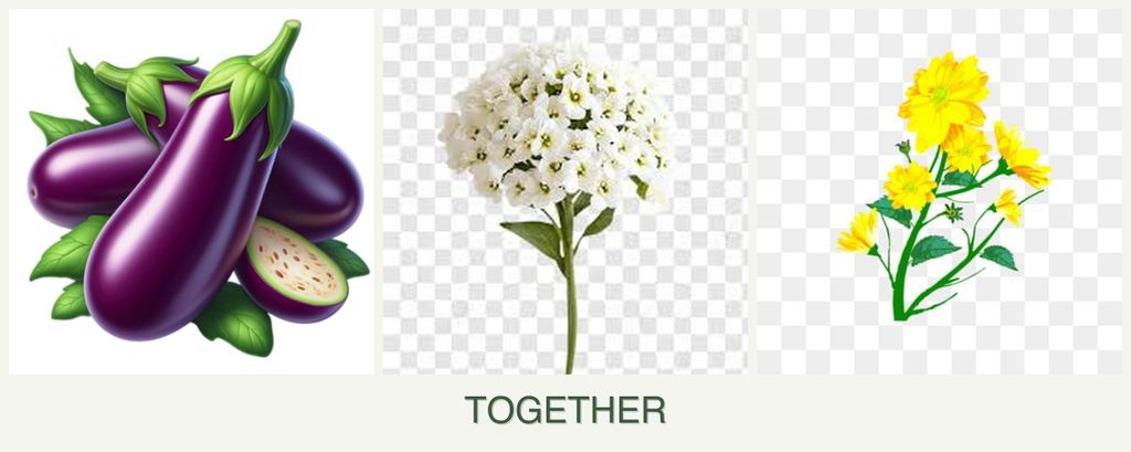 Can you plant eggplant, alyssum and calendula together?