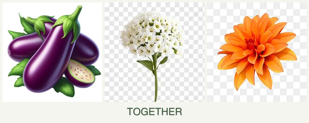 Can you plant eggplant, alyssum and dahlias together?
