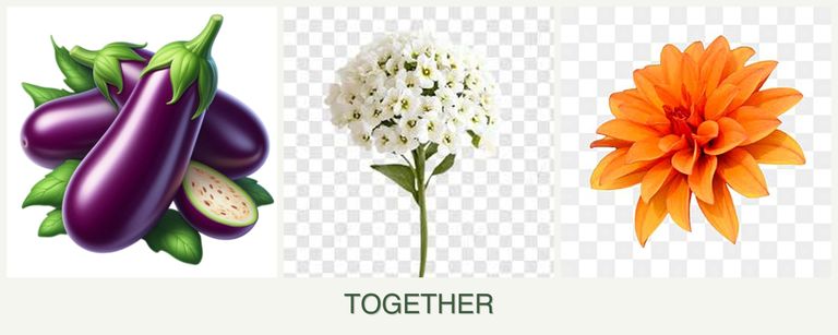 Can you plant eggplant, alyssum and dahlias together?