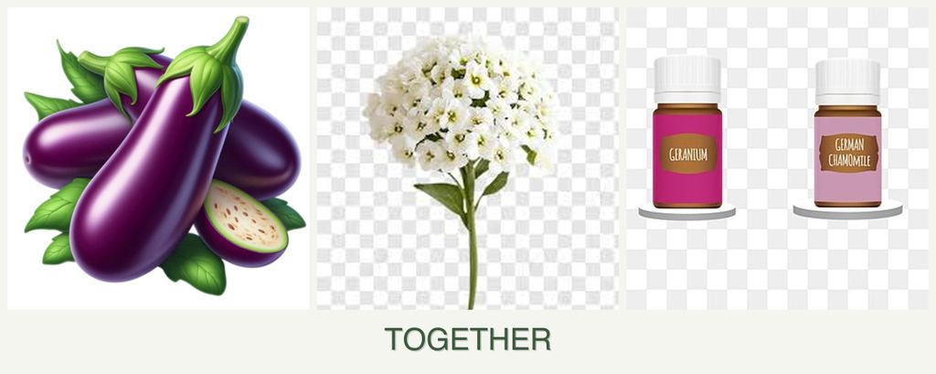 Can you plant eggplant, alyssum and geraniums together?