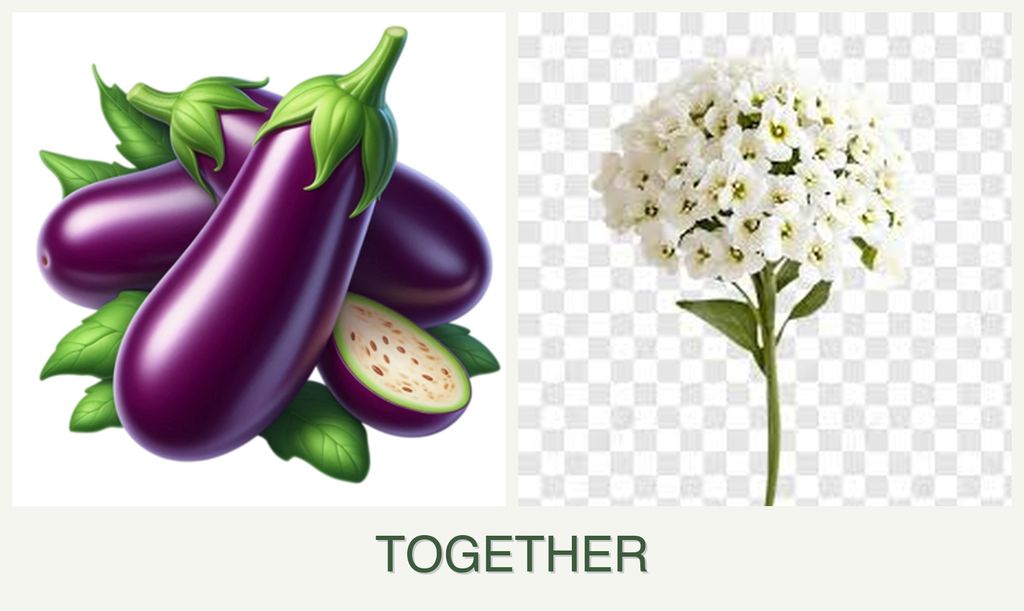 Can you plant eggplant and alyssum together?