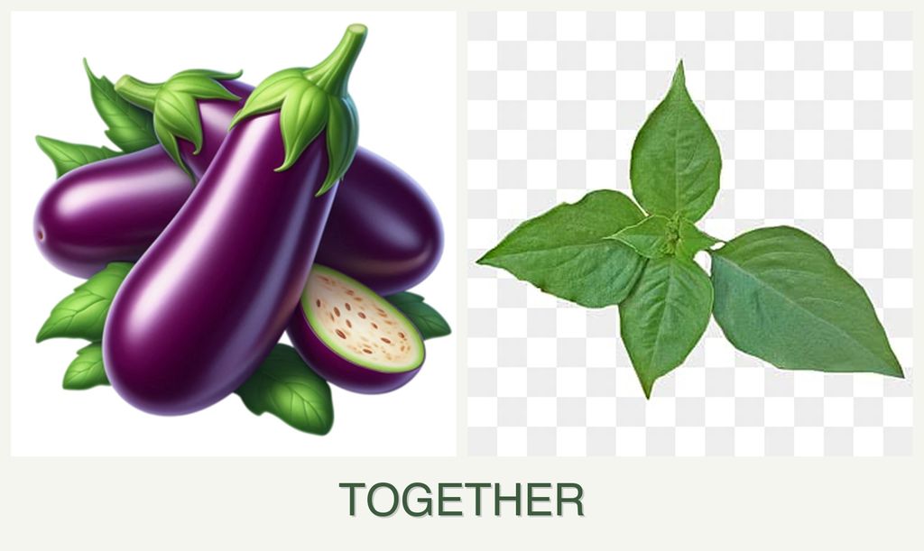 Can you plant eggplant and basil together?