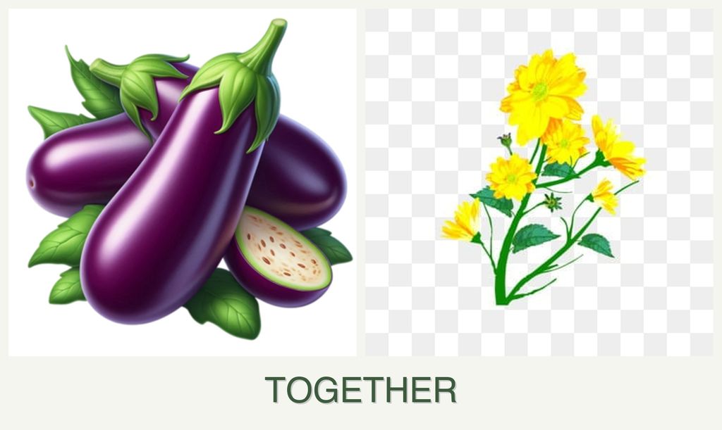 Can you plant eggplant and calendula together?
