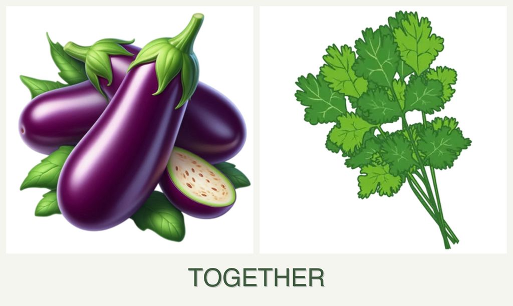 Can you plant eggplant and cilantro together?