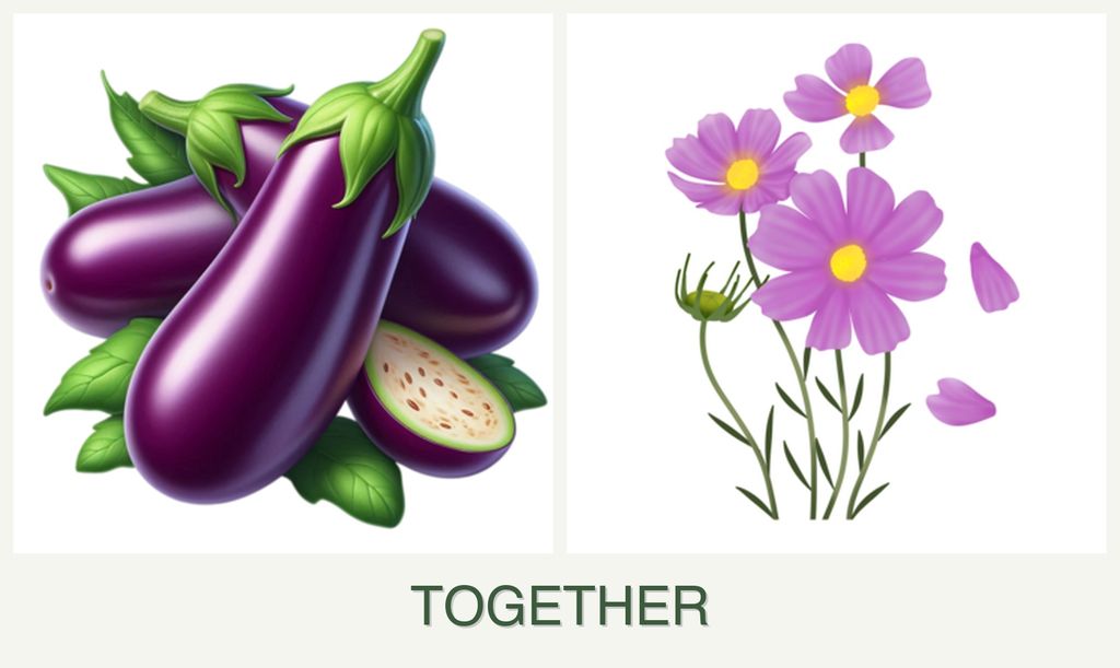 Can you plant eggplant and cosmos together?
