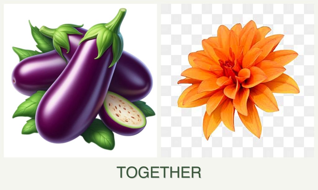 Can you plant eggplant and dahlias together?