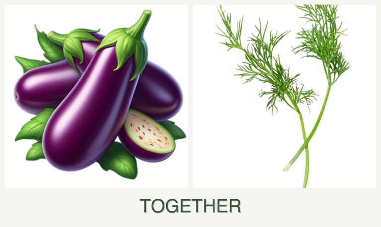 Can you plant eggplant and dill together?