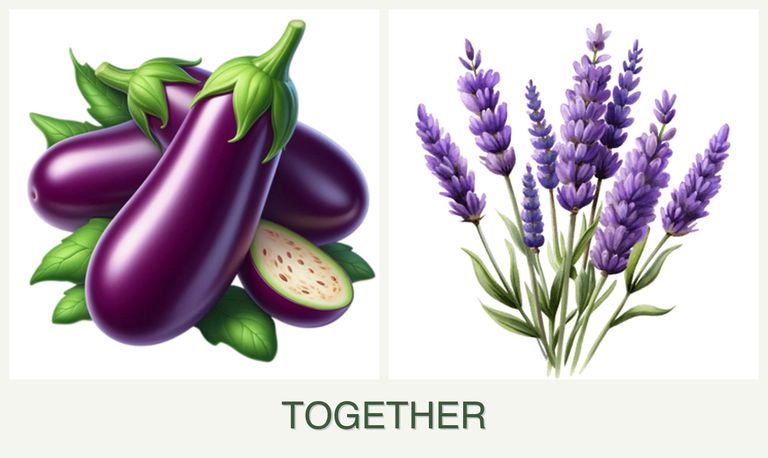Can you plant eggplant and lavender together?