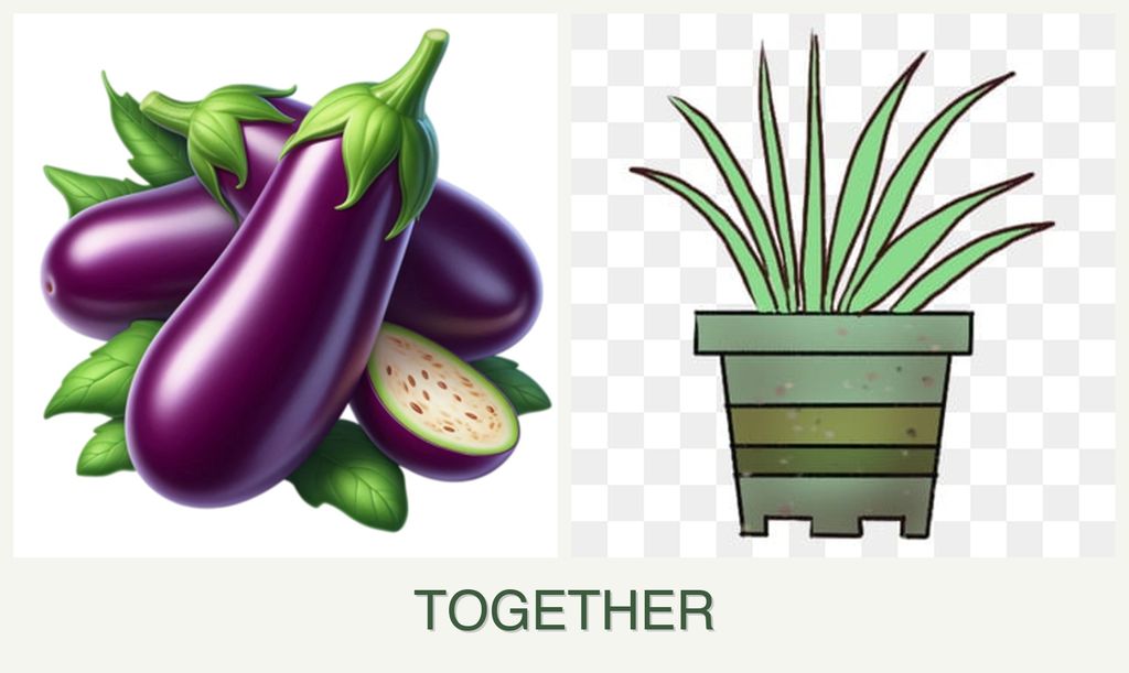 Can you plant eggplant and lemongrass together?