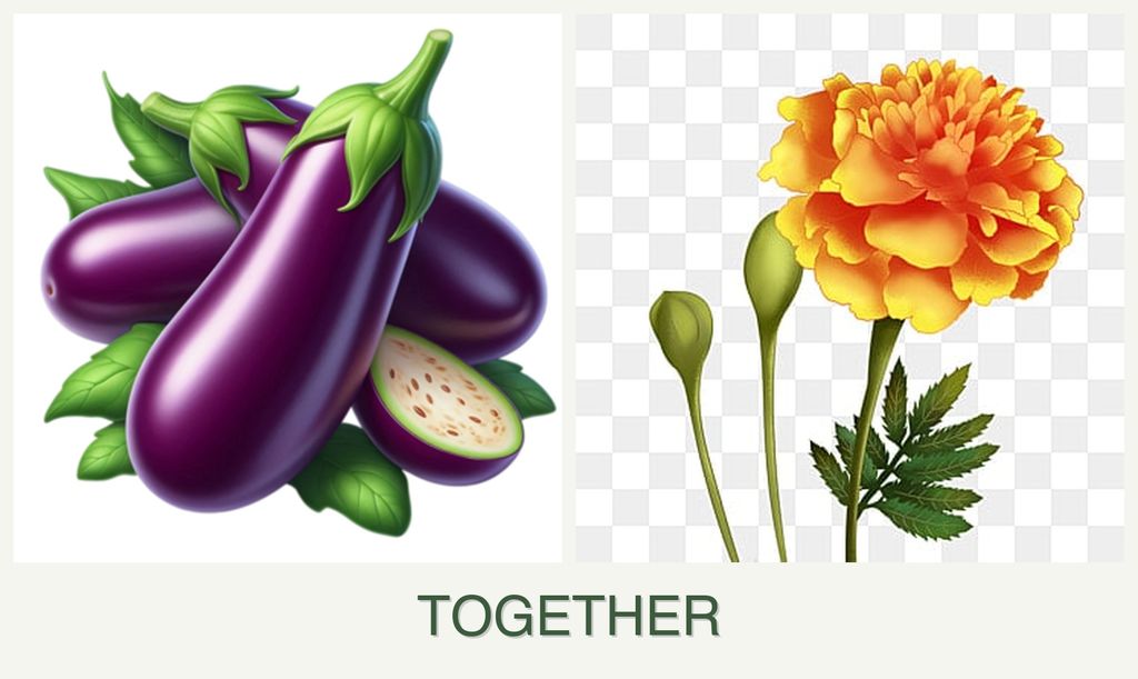 Can you plant eggplant and marigolds together?