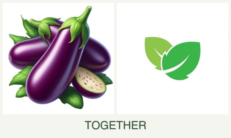 Can you plant eggplant and mint together?