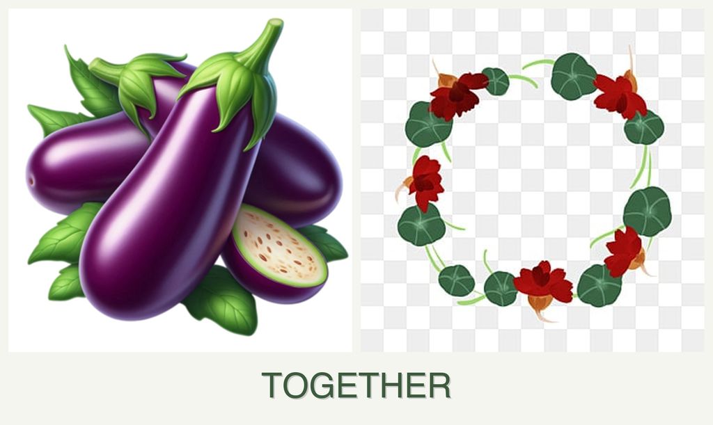 Can you plant eggplant and nasturtiums together?