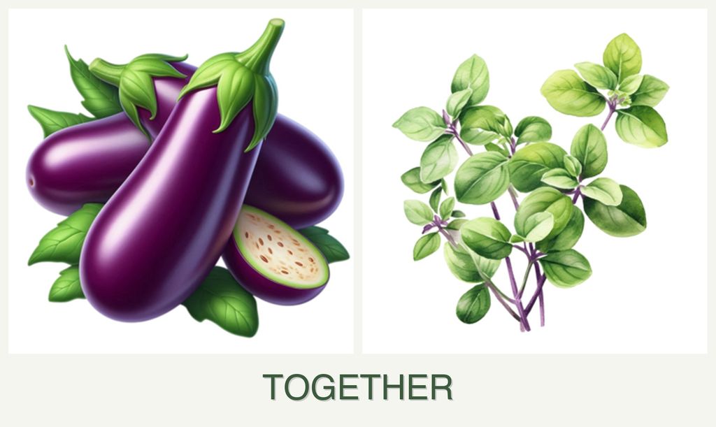 Can you plant eggplant and oregano together?