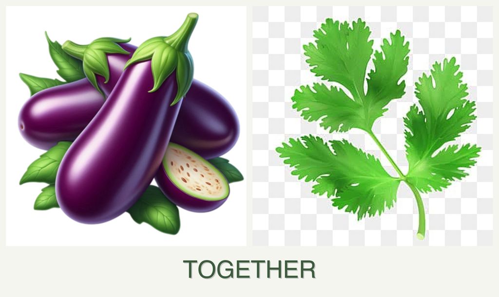 Can you plant eggplant and parsley together?
