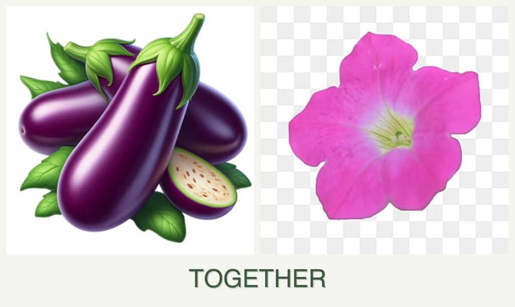 Can you plant eggplant and petunias together?