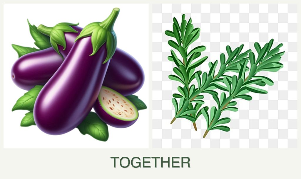 Can you plant eggplant and rosemary together?
