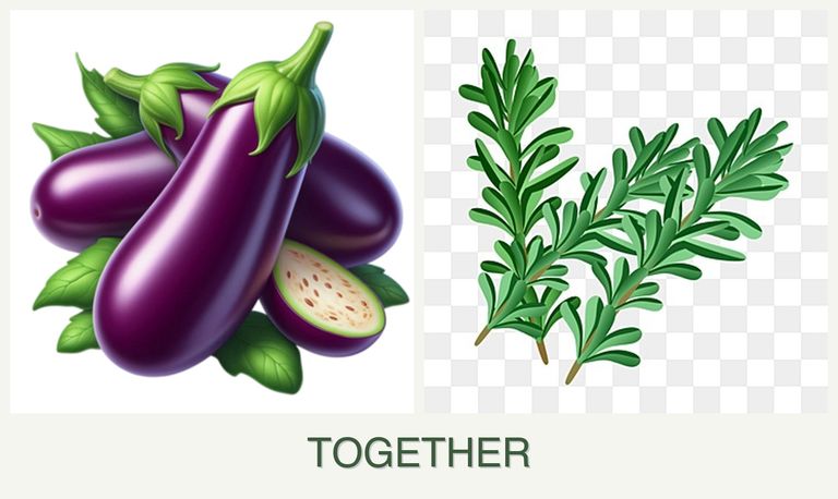 Can you plant eggplant and rosemary together?