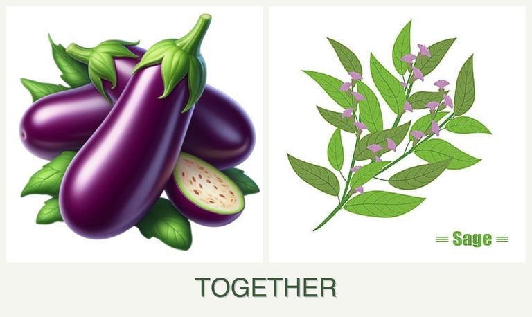 Can you plant eggplant and sage together?