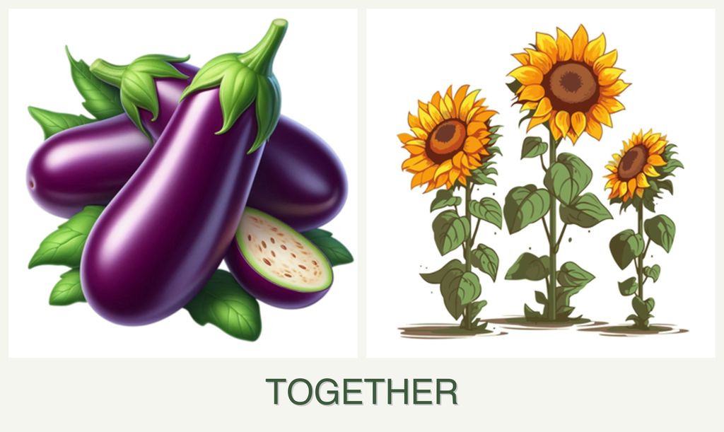 Can you plant eggplant and sunflowers together?