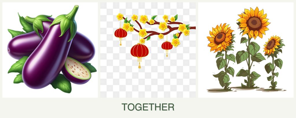 Can you plant eggplant, apricots and sunflowers together?