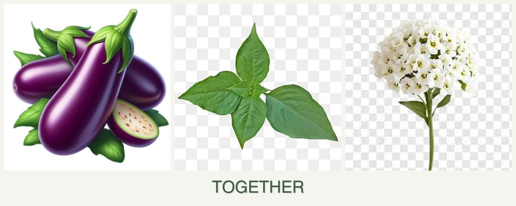 Can you plant eggplant, basil and alyssum together?