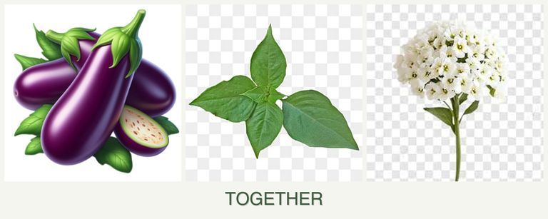 Can you plant eggplant, basil and alyssum together?