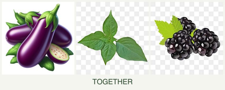 Can you plant eggplant, basil and blackberries together?