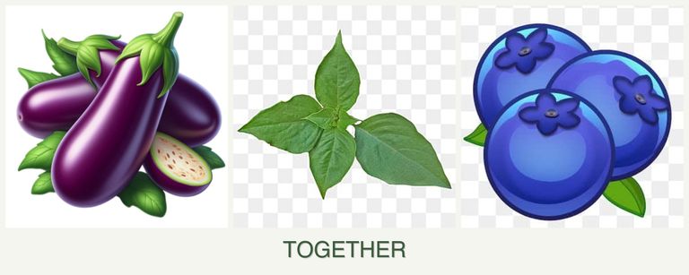 Can you plant eggplant, basil and blueberries together?