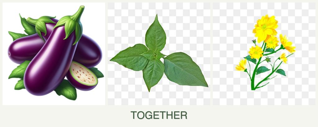 Can you plant eggplant, basil and calendula together?