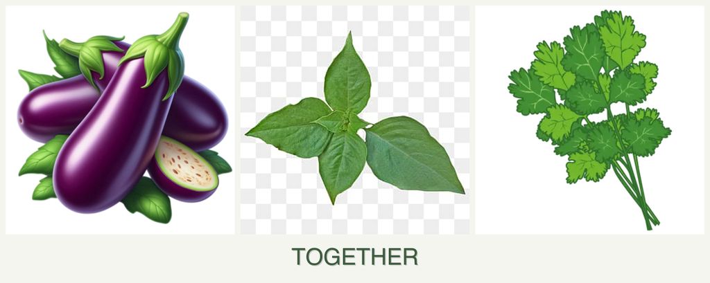 Can you plant eggplant, basil and cilantro together?