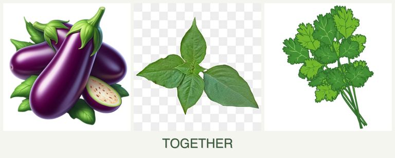Can you plant eggplant, basil and cilantro together?