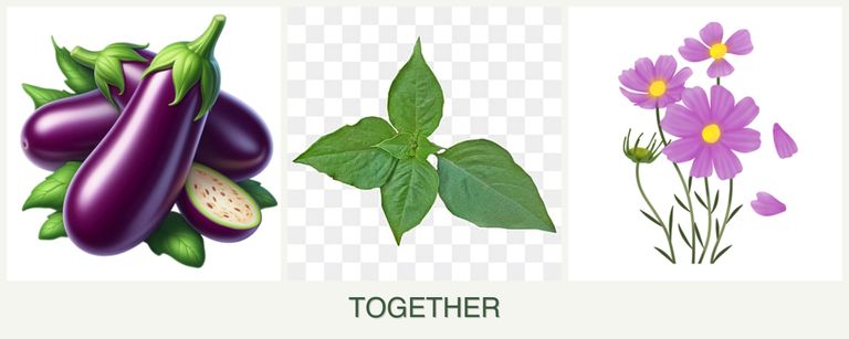 Can you plant eggplant, basil and cosmos together?