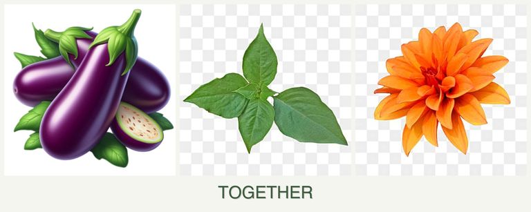 Can you plant eggplant, basil and dahlias together?