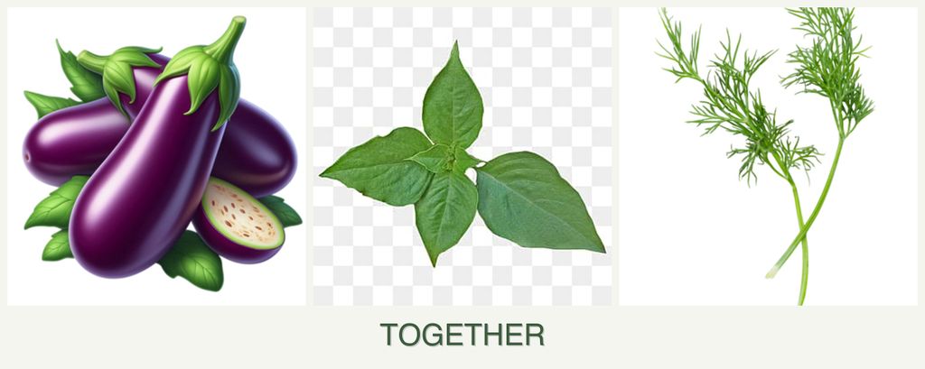 Can you plant eggplant, basil and dill together?