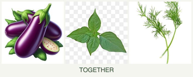 Can you plant eggplant, basil and dill together?