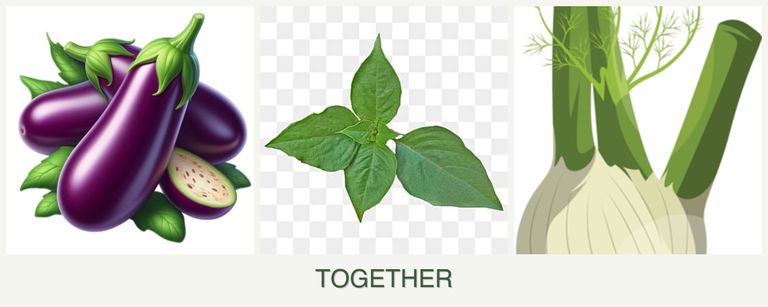 Can you plant eggplant, basil and fennel together?