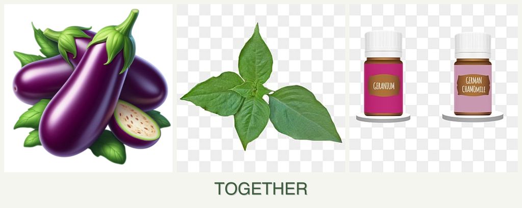 Can you plant eggplant, basil and geraniums together?